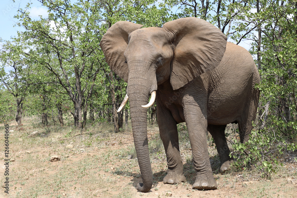 Fototapeta premium Afrikanischer Elefant / African elephant / Loxodonta africana