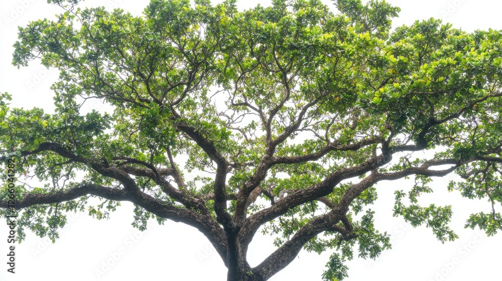 A spreading mahua tree with large green leaves and tiny clustered flowers, against a white background. No people, no text. A spreading mahua tree with large green leaves and tiny clustered flowers, against a white background. No people, no text.