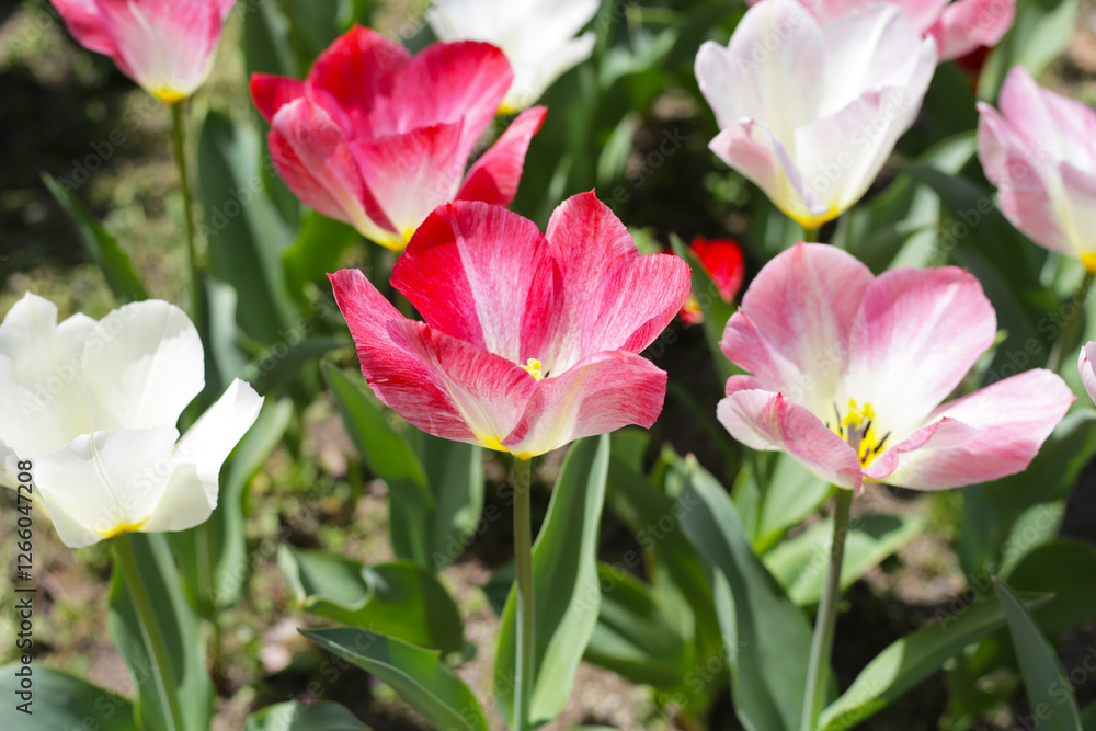 Beautiful tulip flower garden. The Expo 70 Commemorative Park, Osaka, Japan Beautiful tulip flower garden. The Expo 70 Commemorative Park, Osaka, Japan