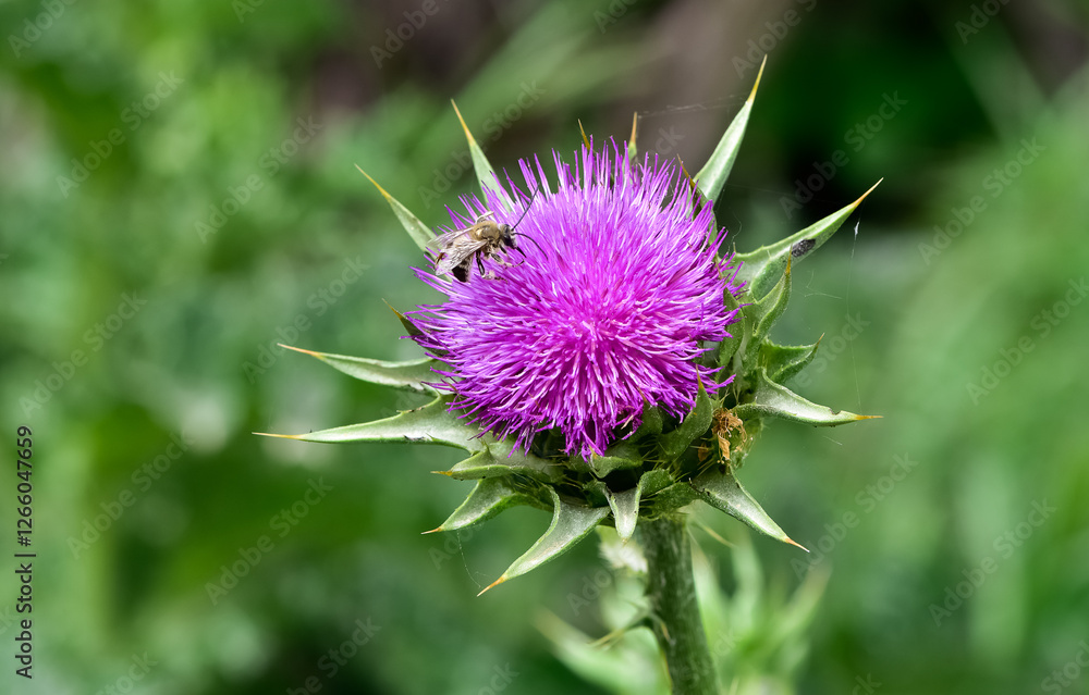 wild plants, wild thorn photos wild plants, wild thorn photos