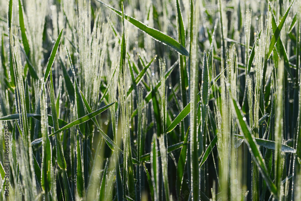 Tautropfen, Wintergerste, Hordeum vulgare L. Tautropfen, Wintergerste, Hordeum vulgare L.