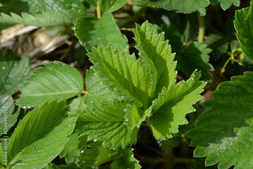 Wassertropfen, Guttationstropfen Wassertropfen, Guttationstropfen