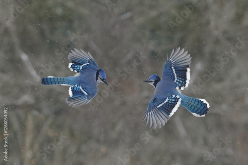 Jays and Mourning Doves and Red Bellied fighting over food