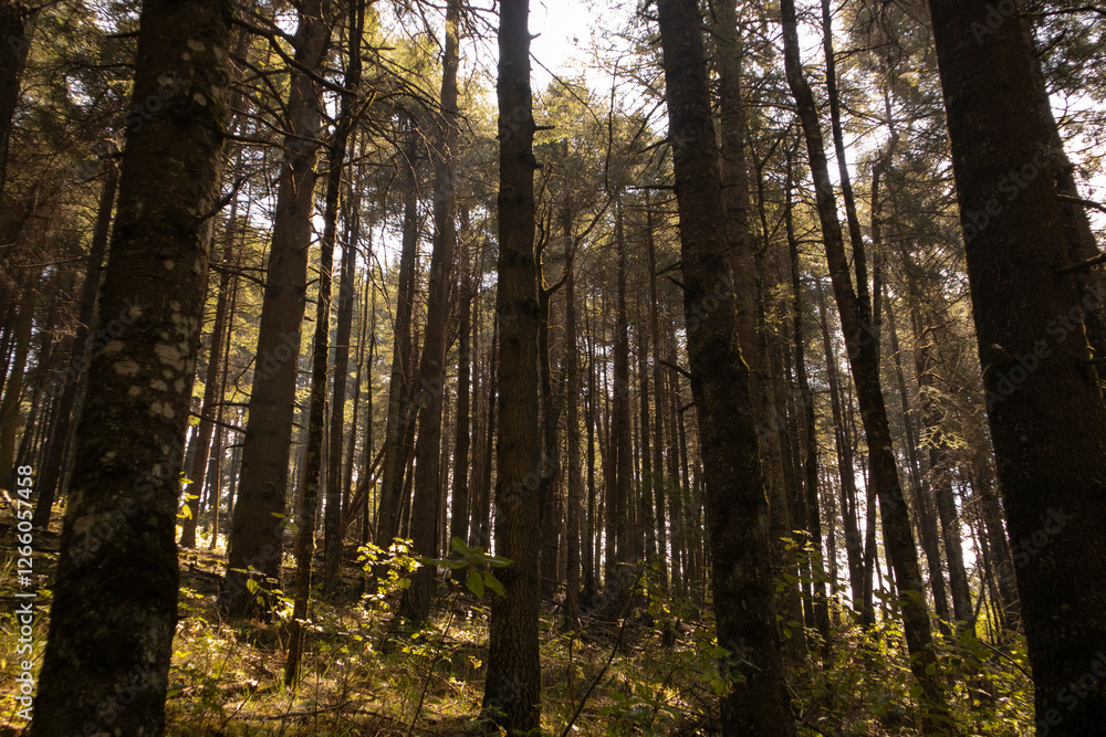 Obraz premium Sunlight in the middle of the forest