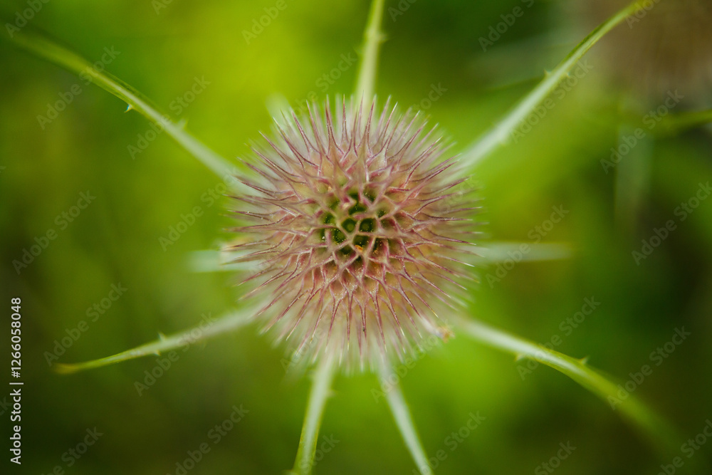 thistle flower on green background thistle flower on green background