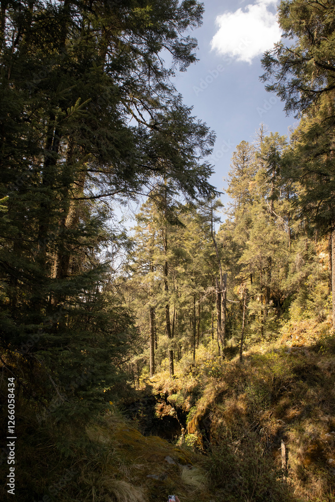 Fototapeta premium Sunlight in the middle of the forest, tranquility in the middle of the forest