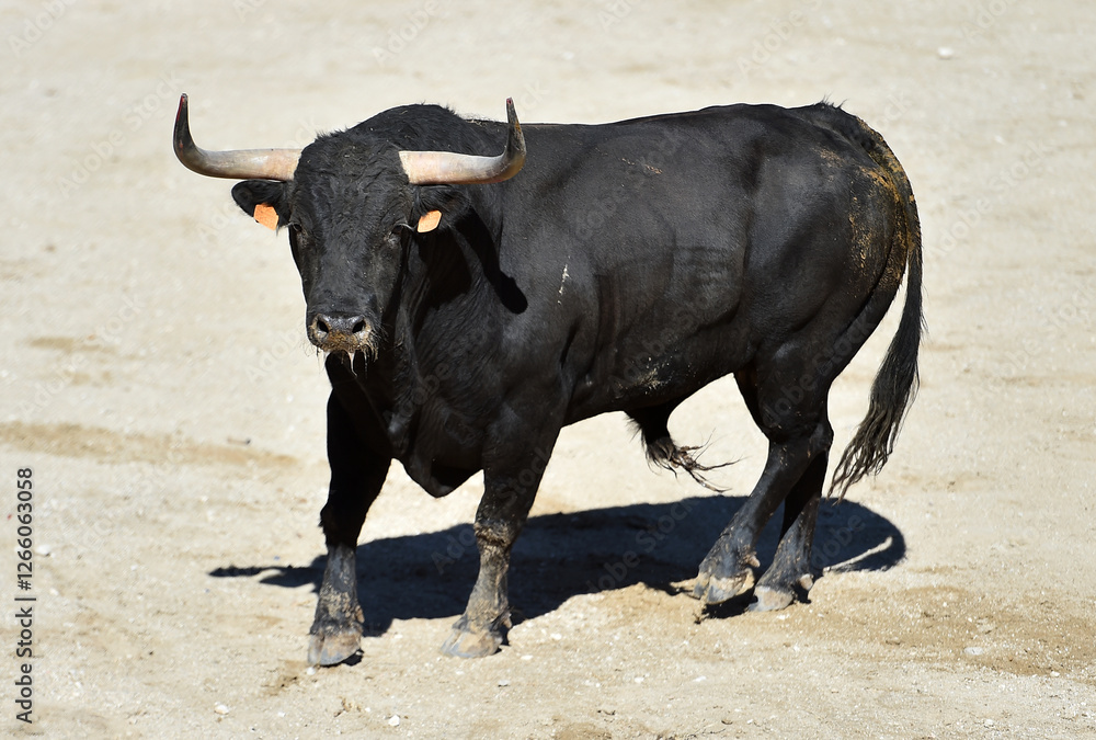 a black bull with big horns in a traditional spectacle of bullfight in spain a black bull with big horns in a traditional spectacle of bullfight in spain