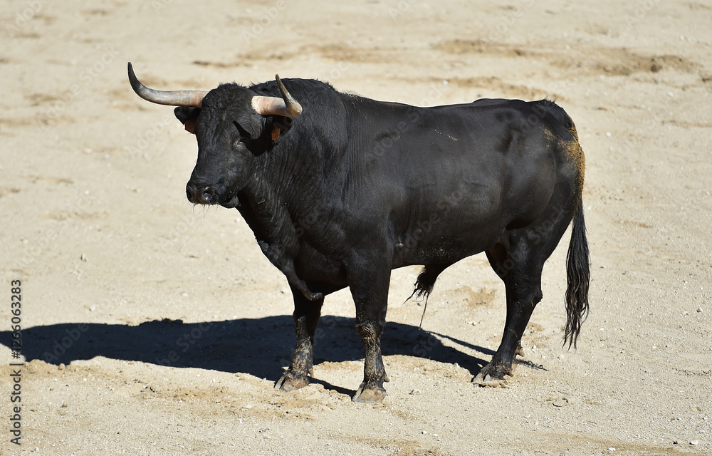 a black bull with big horns in a traditional spectacle of bullfight in spain a black bull with big horns in a traditional spectacle of bullfight in spain