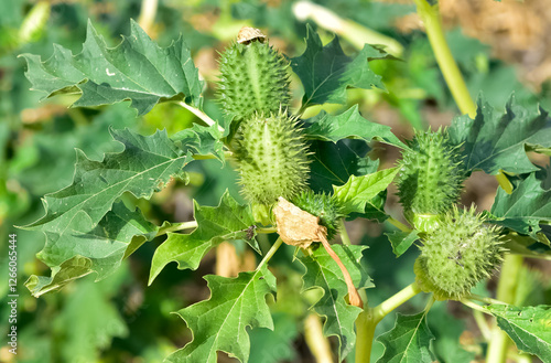 Photos of native plants, flowers and thorns.