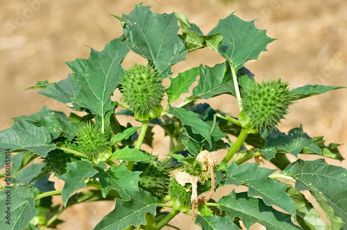 Photos of native plants, flowers and thorns.