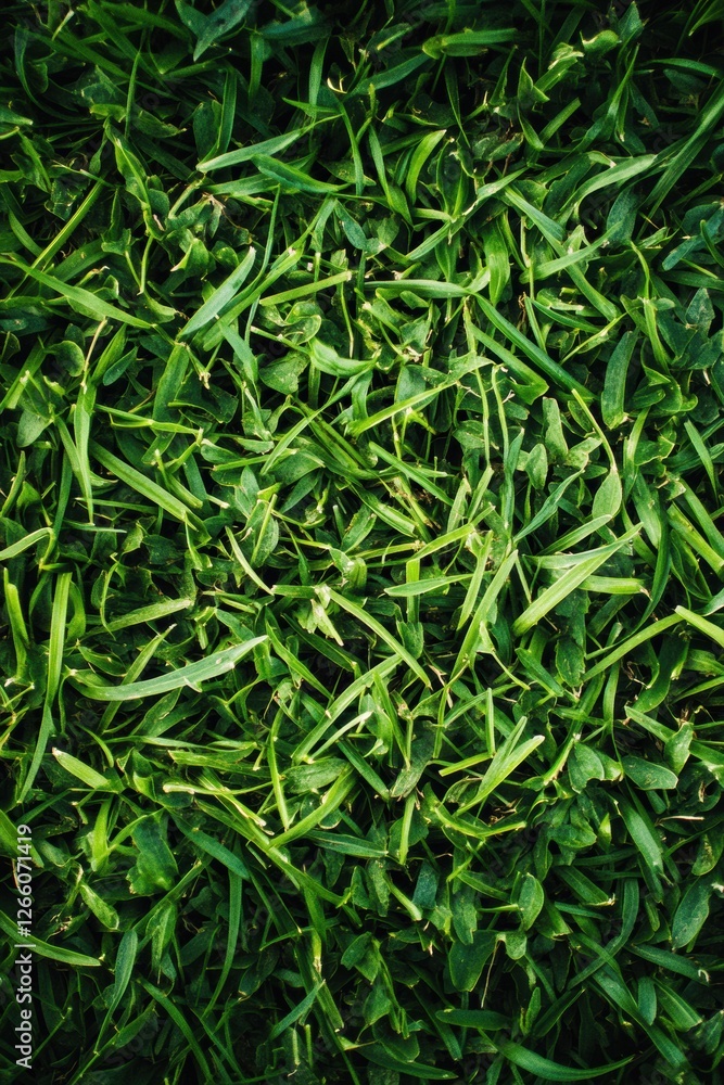 Green fresh grass lawn in Spring. Green fresh grass lawn in Spring.