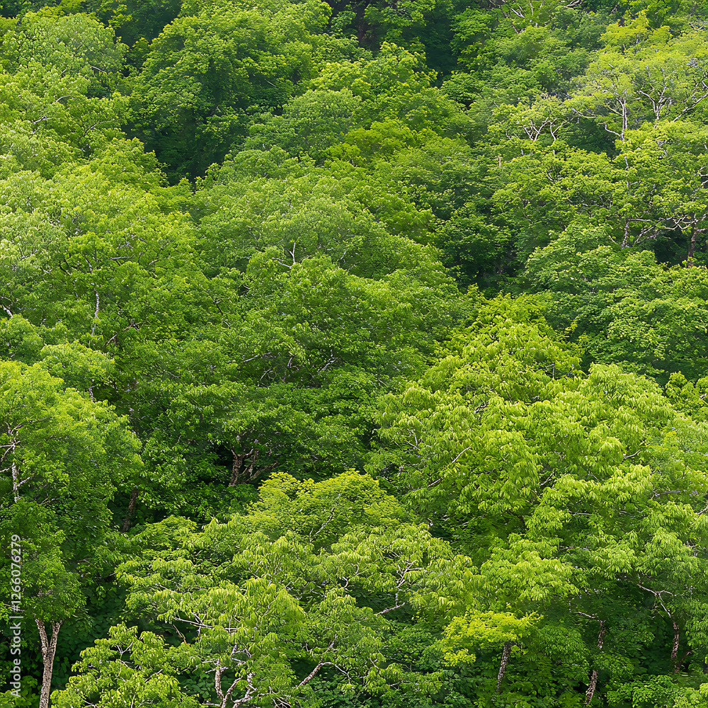 Lush green treetops create a vibrant canopy, forming a dense and textured forest landscape viewed from above. Lush green treetops create a vibrant canopy, forming a dense and textured forest landscape viewed from above.