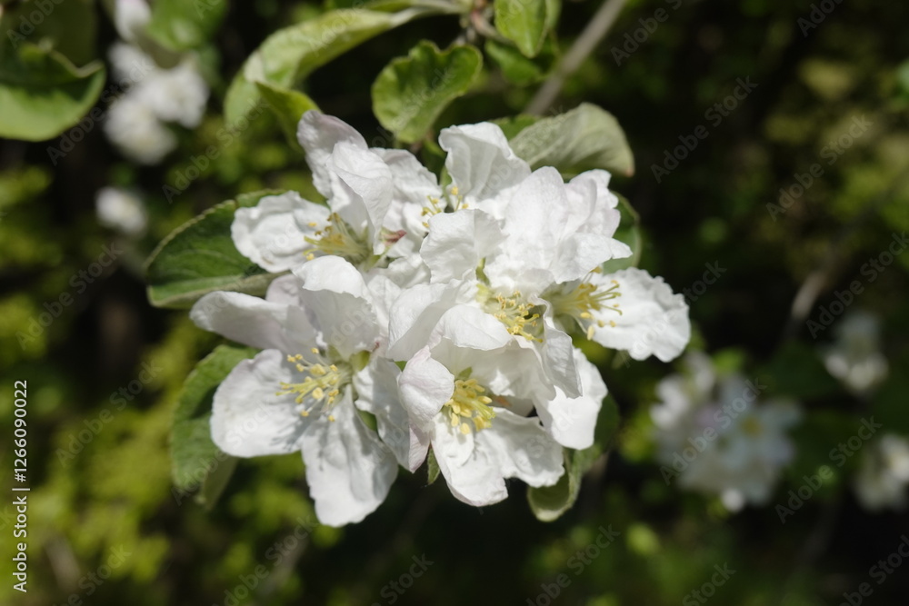 Pattern - White blossoms, flowers of the wild flowering trees, in the sunshine in the spring - 11 - Vilnius, May 2024 Pattern - White blossoms, flowers of the wild flowering trees, in the sunshine in the spring - 11 - Vilnius, May 2024