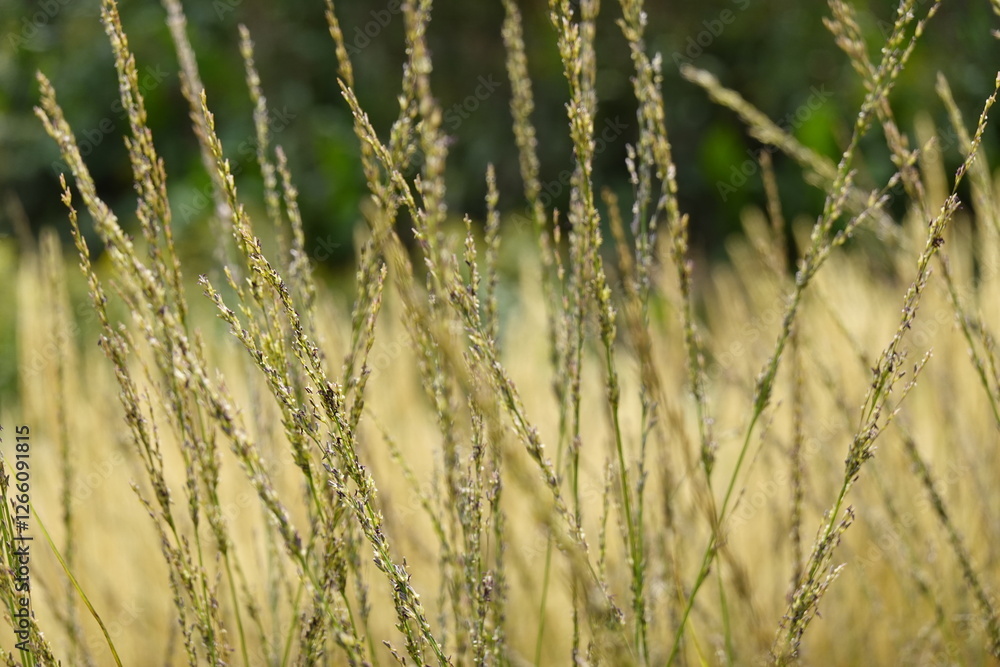 Fototapeta premium Pattern - Wildland: greenery, bents, grasses, herbs, sedges - 14 - Vilnius, August 2024