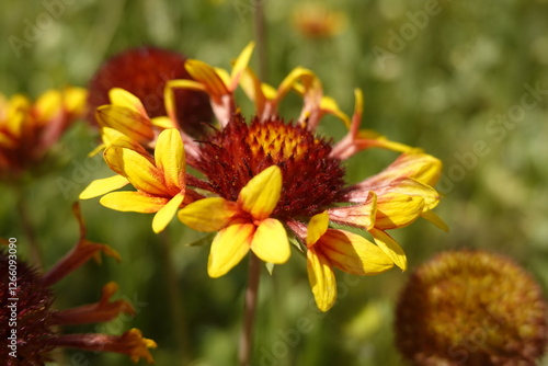 Fotografía Blossoms, flowers of the colorful Gaillardia grandiflora, Fanfare, blanket flowe