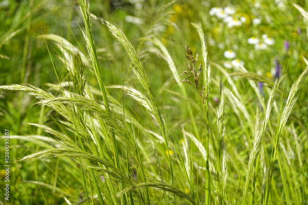 Pattern - Wildland: greenery, bents, grasses, herbs, sedges - 5 - Vilnius, June 2024 Pattern - Wildland: greenery, bents, grasses, herbs, sedges - 5 - Vilnius, June 2024