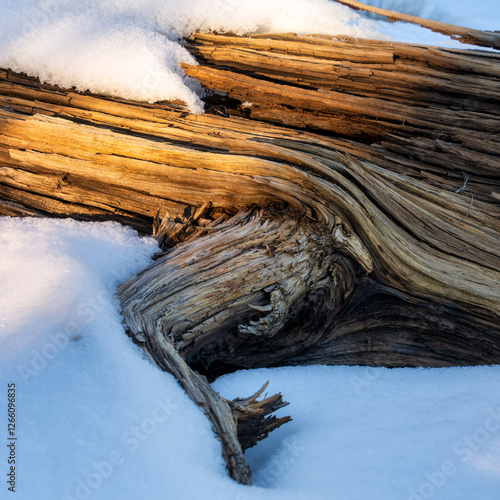 Ponderosa Pine trees and Juniper trees in the snowy forest in CentralOregon photo