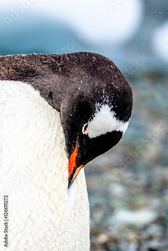 Portrait of a Gentoo Penguin in Danco Island, Antarctica photo