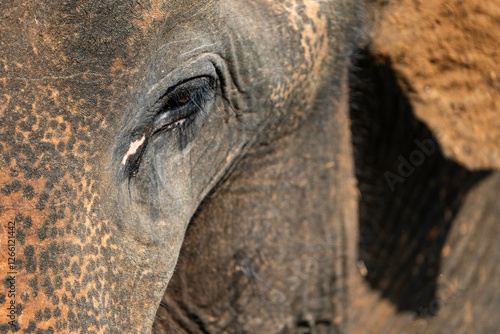 Photography Eye of the Elephant