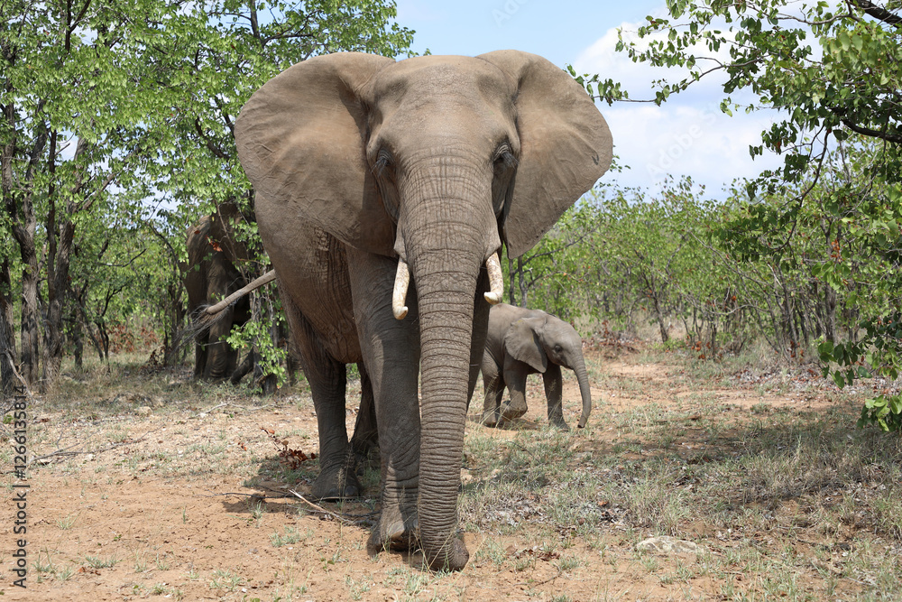 Obraz premium Afrikanischer Elefant / African elephant / Loxodonta africana