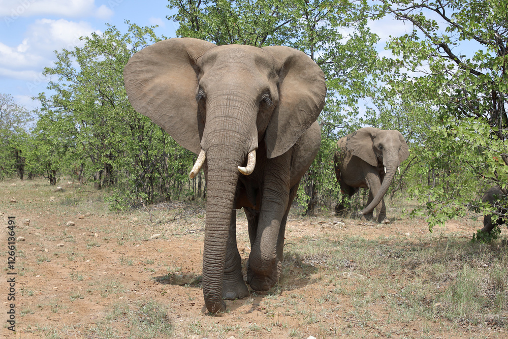 Obraz premium Afrikanischer Elefant / African elephant / Loxodonta africana