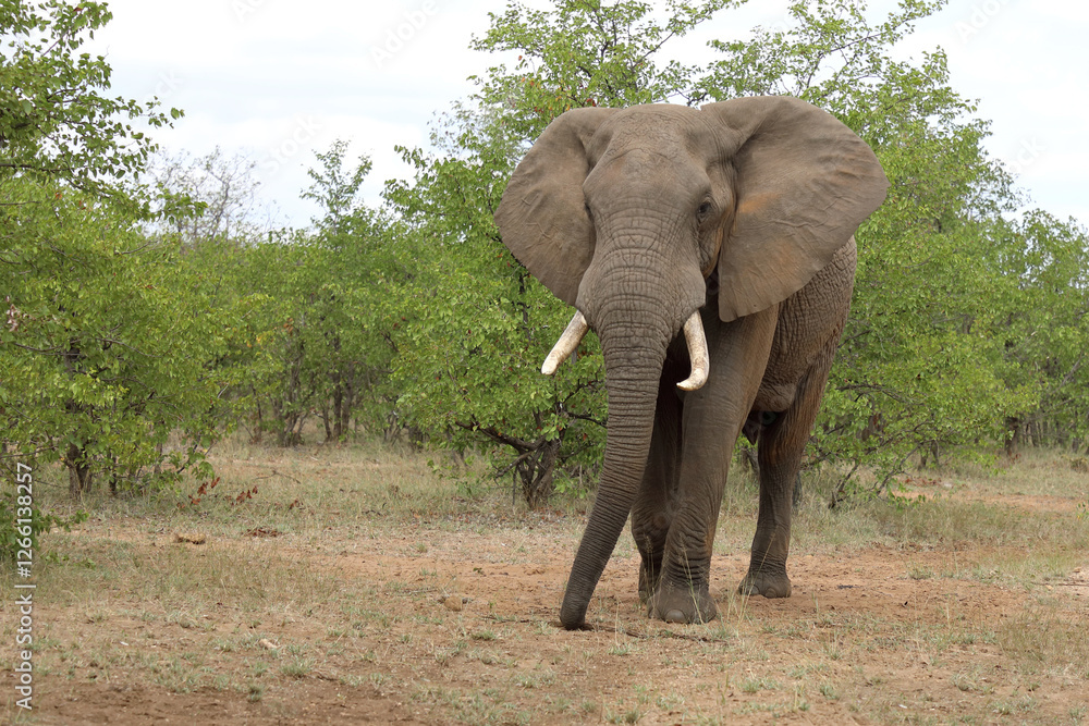 Afrikanischer Elefant / African elephant / Loxodonta africana Afrikanischer Elefant / African elephant / Loxodonta africana