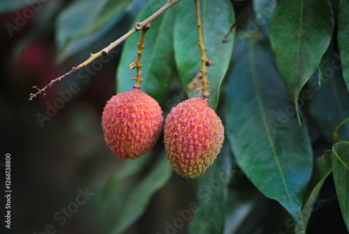 Lychee fruit ready to be picked on the tree. Lychee fruit, scientific name Litchi chinensis Sonn, also known as lychee and alexia.