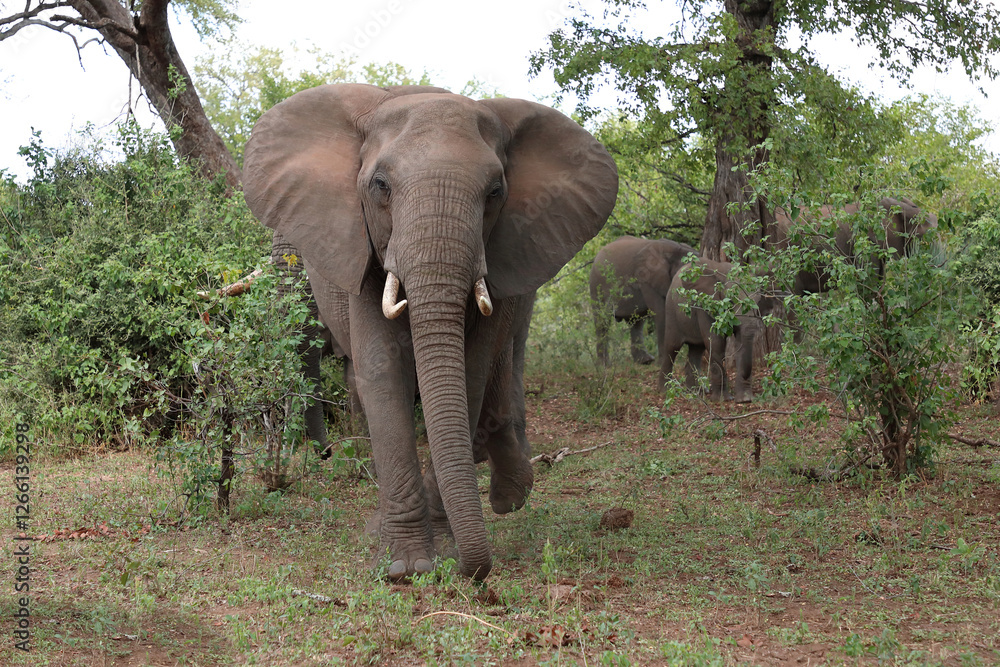 Fototapeta premium Afrikanischer Elefant / African elephant / Loxodonta africana
