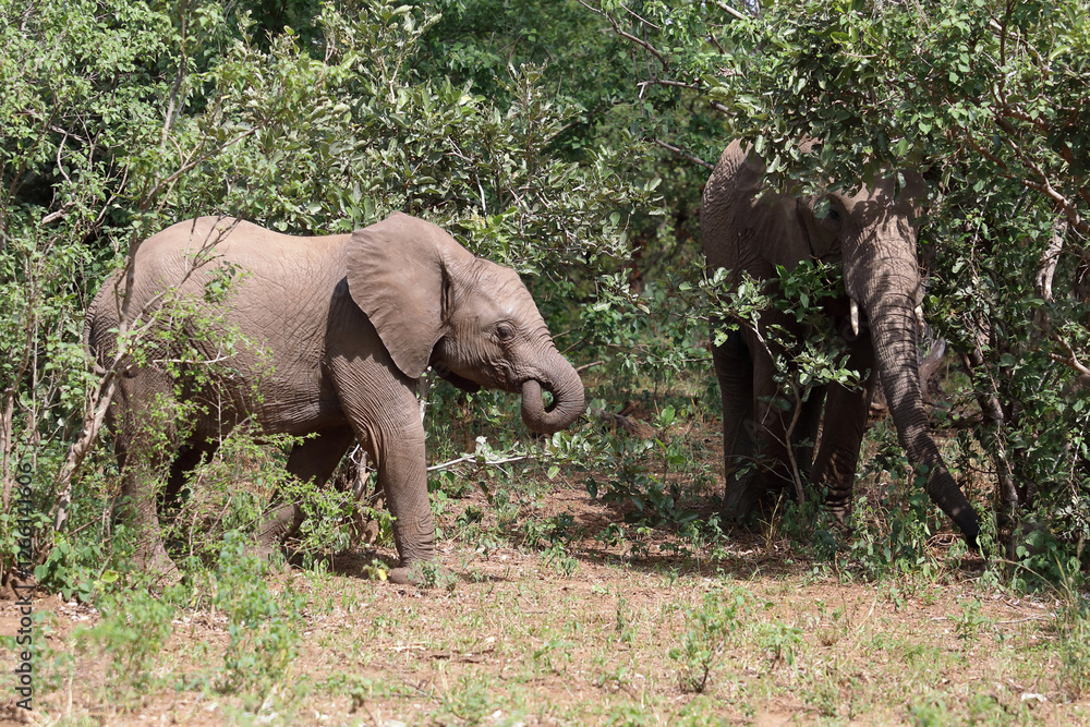 Obraz premium Afrikanischer Elefant / African elephant / Loxodonta africana