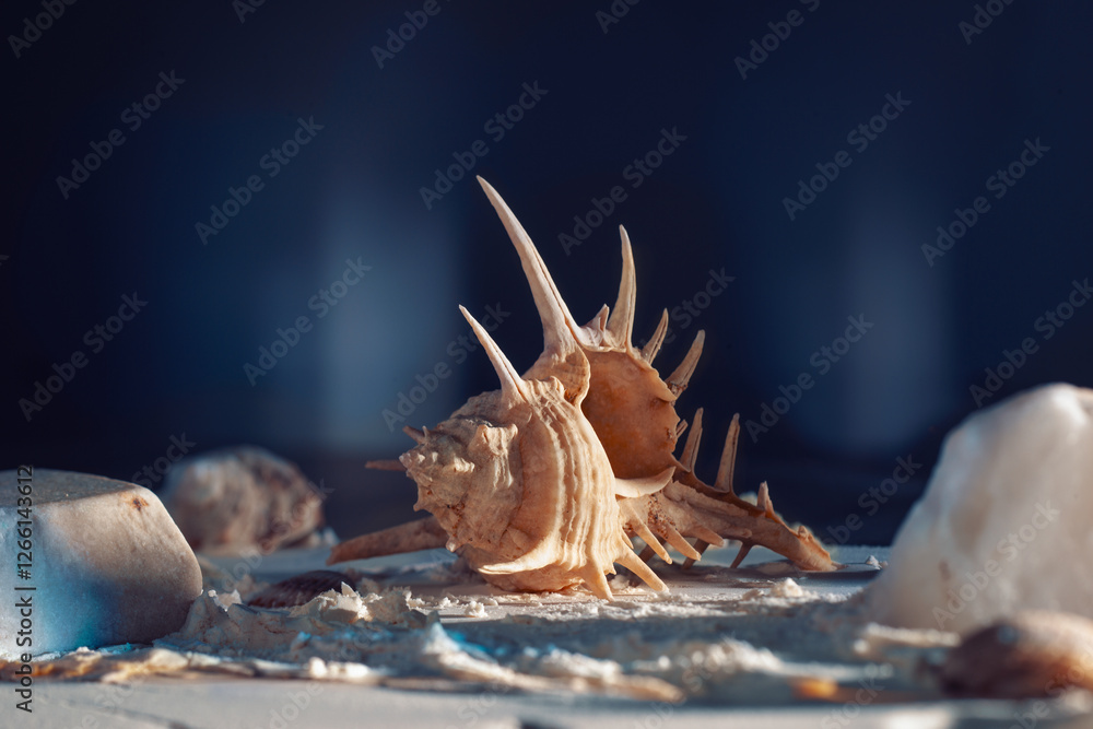 Fototapeta premium mysterious seashell