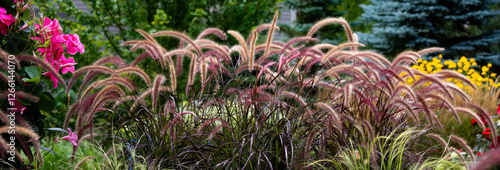 Purple fountain grass, pennisetum rubrum, horizontal banner, beckoning one into a mesmerizing gardenscape in a residential garden. 	
