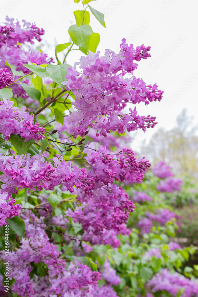 Obraz premium A lilac garden is a cultivated space dedicated to growing and showcasing lilac shrubs (Syringa species). These gardens are known for their fragrant blooms, which typically appear in late spring.
