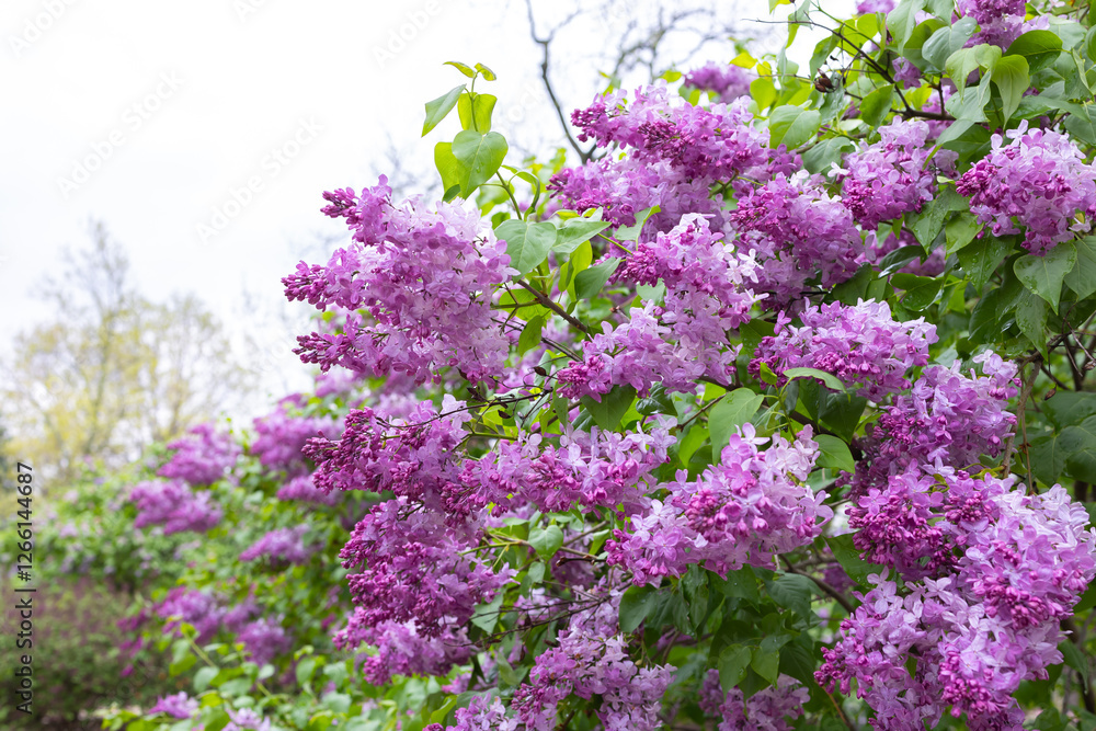 A lilac garden is a cultivated space dedicated to growing and showcasing lilac shrubs (Syringa species). These gardens are known for their fragrant blooms, which typically appear in late spring. A lilac garden is a cultivated space dedicated to growing and showcasing lilac shrubs (Syringa species). These gardens are known for their fragrant blooms, which typically appear in late spring.