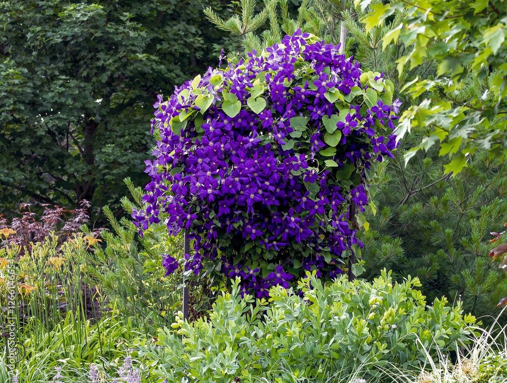 Fotografija A portrait view of Royal Purple jackmanii in full bloom on an iron arbor