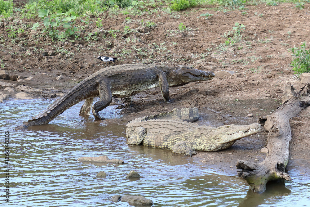 Nilkrokodil / Nile crocodile / Crocodylus niloticus