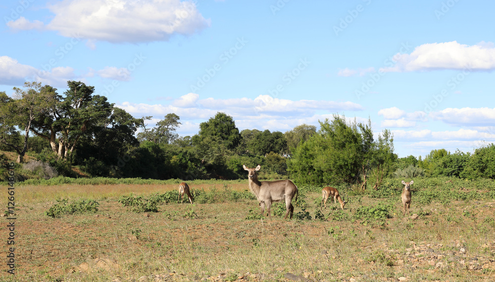 Schwarzfersenantilope / Impala / Aepyceros melampus Schwarzfersenantilope / Impala / Aepyceros melampus