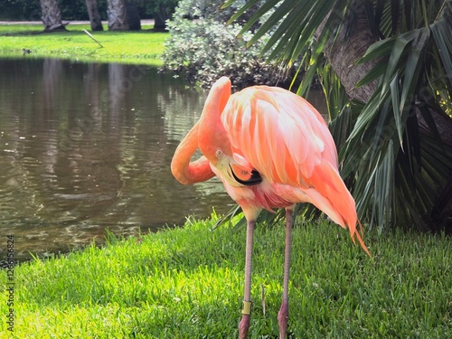 Birds 0083 Colorful Pink Flamingo