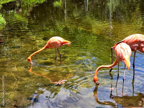 Birds 0088 Colorful Pink Flamingo