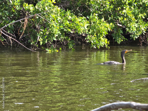 Birds 0089 Cormorant Green Mangrove Ripples Water Blue Sky