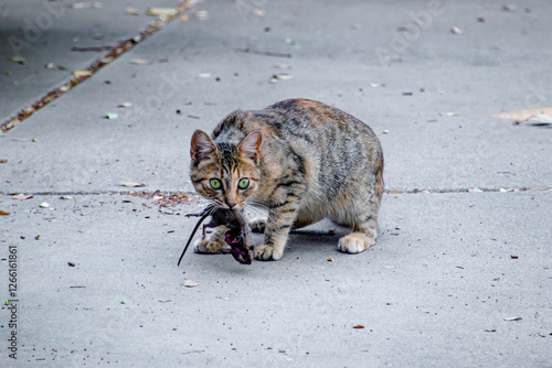 Wild Feral Cat Caught Mouse in Mouth on Streets