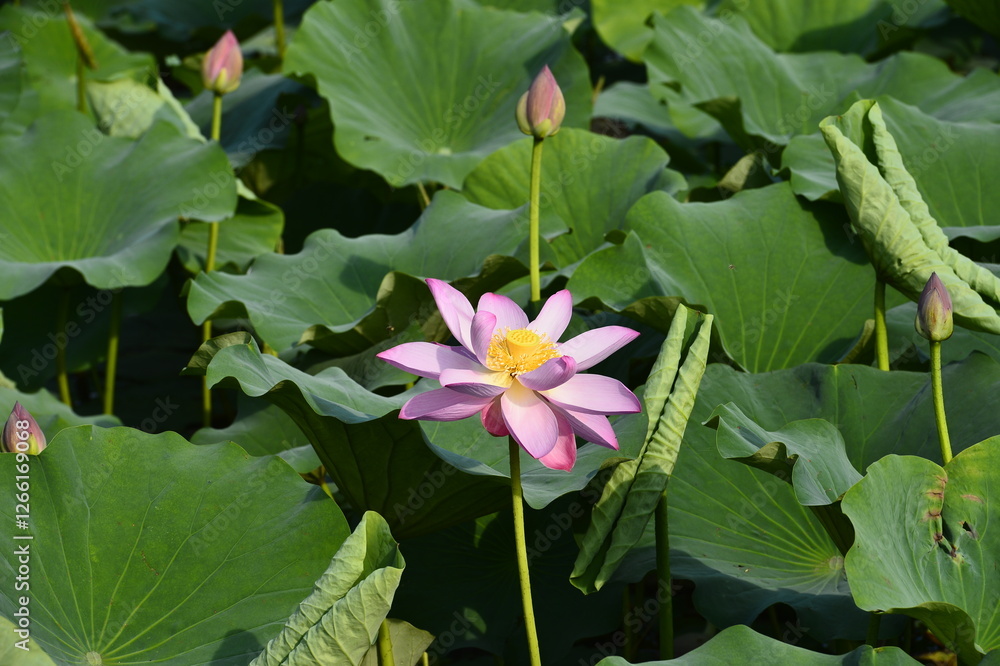 Blooming lotus flowers in the park Blooming lotus flowers in the park