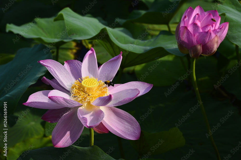 Blooming lotus flowers in the park Blooming lotus flowers in the park
