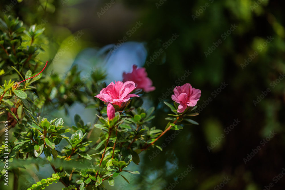 Close-up photo of red 'Rhododendron indicum' flowers in bloom. Close-up photo of red 'Rhododendron indicum' flowers in bloom.