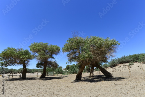 Populus euphratica trees in the desert photo