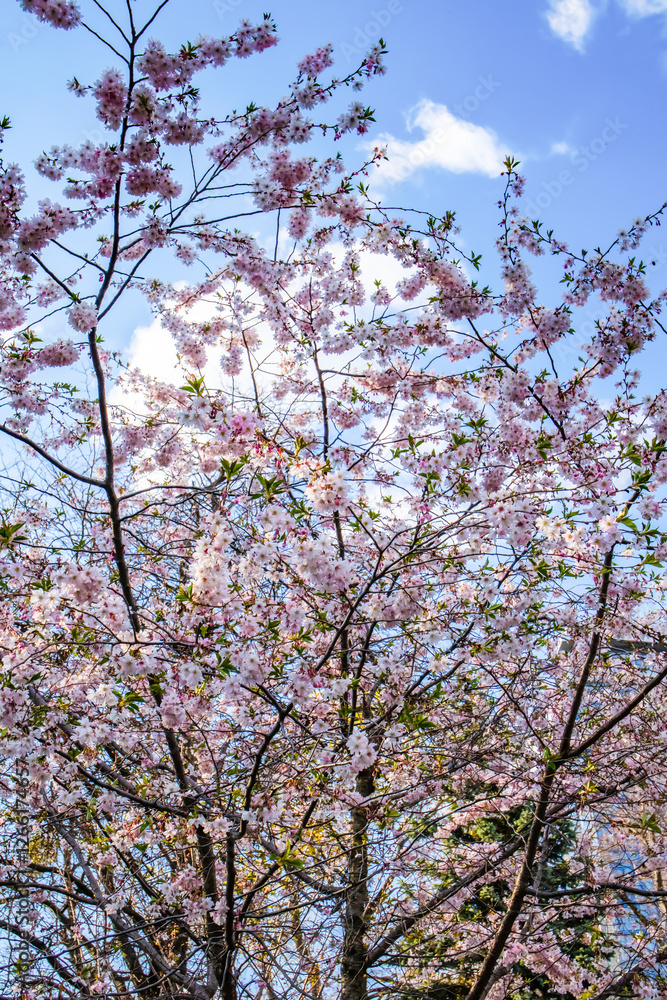 Blooming pink sakura tree against a bright blue sky with fluffy white clouds. Delicate cherry blossoms on thin branches create a vibrant spring scene.
Blooming pink sakura tree against a bright blue sky with fluffy white clouds. Delicate cherry blossoms on thin branches create a vibrant spring scene.