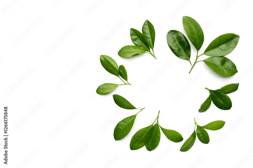 Obraz premium Fresh citrus green leaves on white background.