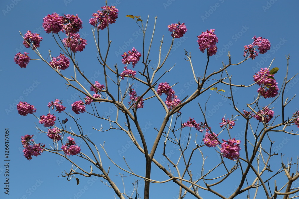 the Pink Magnolia tree in full bloom, with its pink flowers against a clear blue sky background the Pink Magnolia tree in full bloom, with its pink flowers against a clear blue sky background