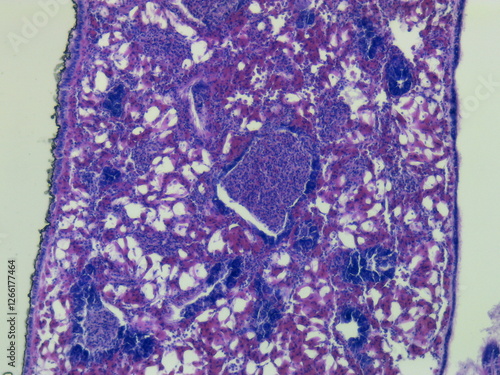 A histomicrograph of a blue mussel, stained with hematoxylin and eosin photo