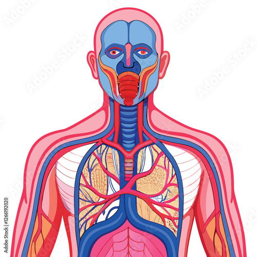 Detailed medical illustration of a pale pink human esophagus, showcasing its layered muscular structure and internal lining.