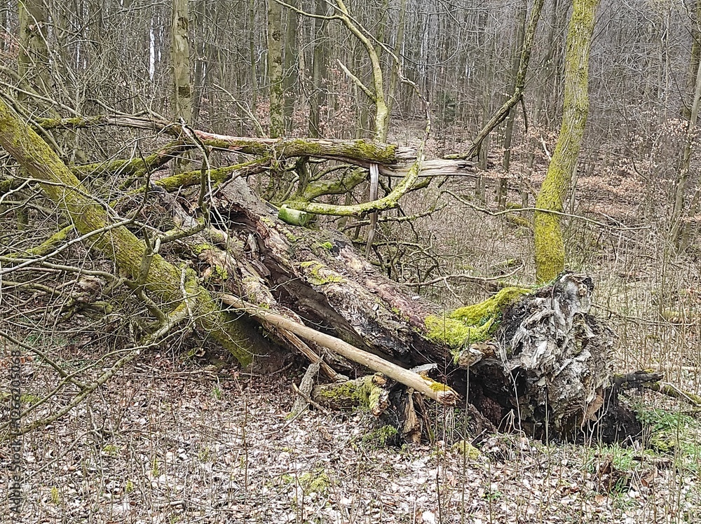 Nature's Cycle: A Fallen Tree Embraced by Moss Nature's Cycle: A Fallen Tree Embraced by Moss